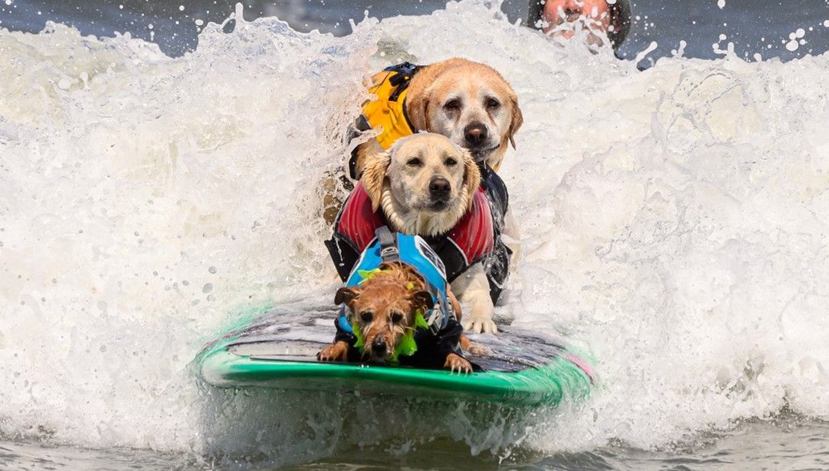 Rusya'da renkli görüntüler: Köpekler sörf tahtasına çıktı, birbirleriyle yarıştı