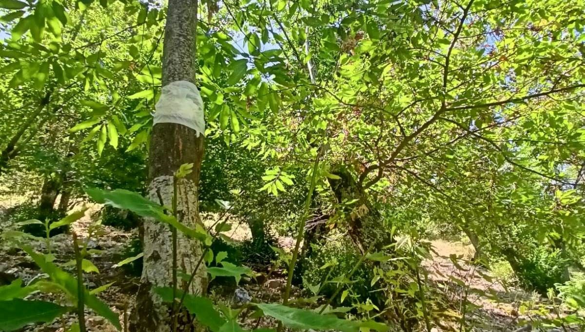 Simav’da kestane dal kanseri ile biyolojik mücadele