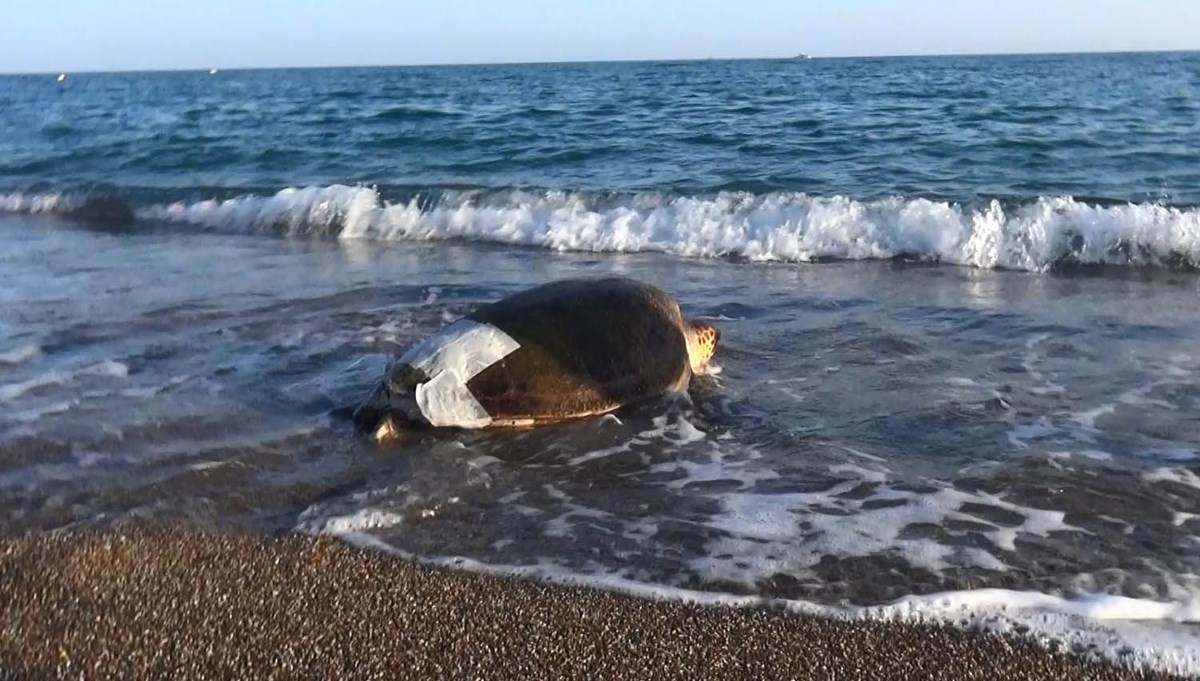 Yaralı caretta caretta özgürlüğüne kavuştu